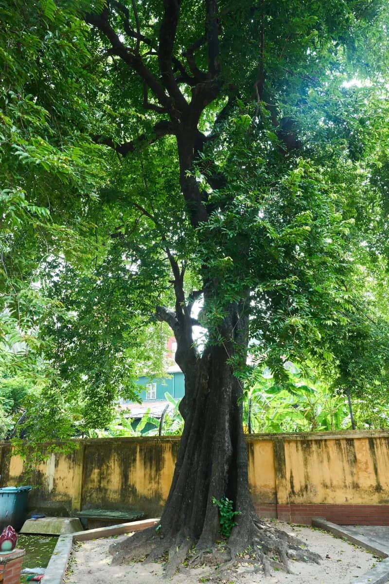 Cây thị cổ 400 năm